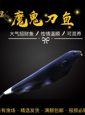 魔鬼刀鱼热带鱼观赏鱼活体淡水鱼黑羽毛鱼苗可混养宠物招财鱼包邮