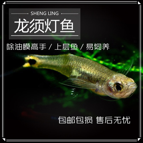 龙须灯鱼多少钱 龙须灯鱼价格 小麦优选