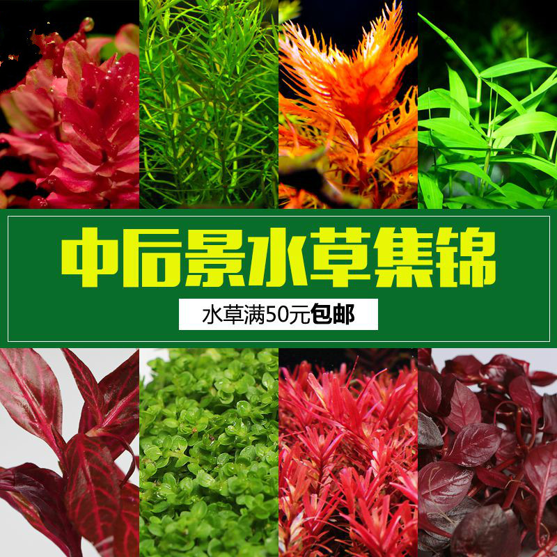 中后景水草血心兰大红梅红蝴蝶红雨伞玉竹绿羽毛胭脂丁香红宫廷