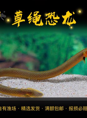 淡水海龙草绳恐龙鱼象鼻鱼活体古代蝴蝶鱼热带观赏鱼定水发货