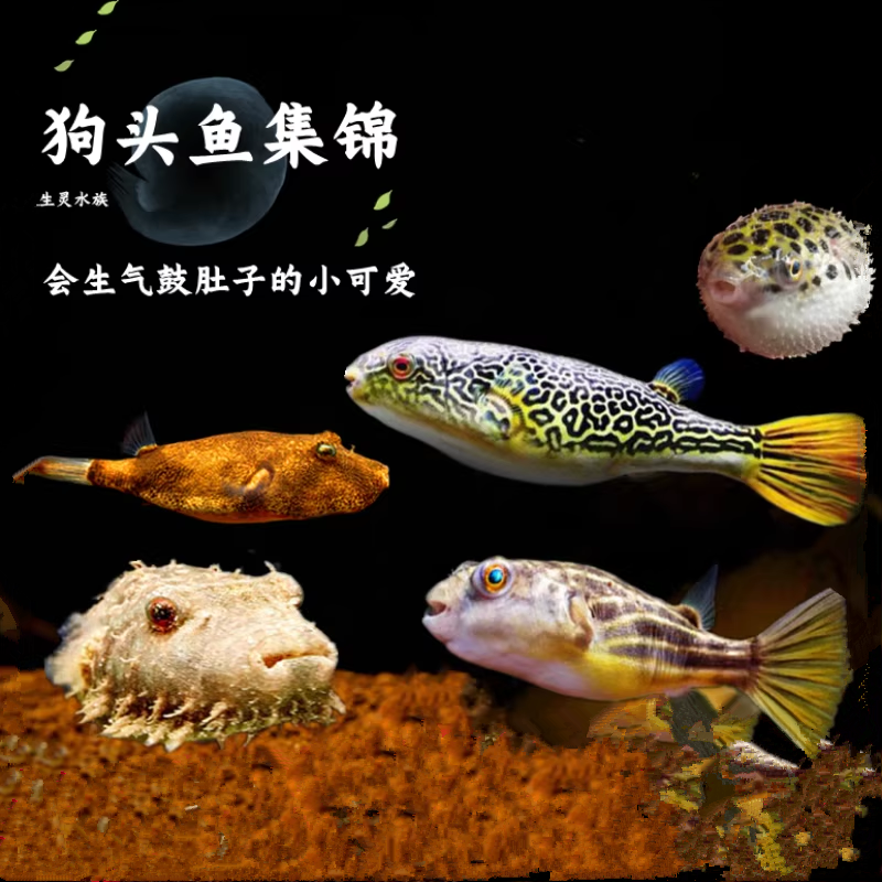 斑马狗头河豚鱼斑狗头鱼苗热带鱼观赏鱼淡水河豚凶猛鱼苗活体包邮