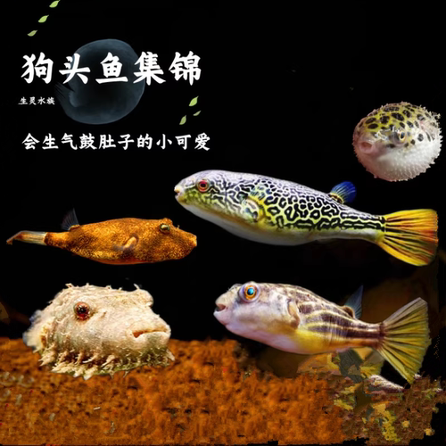 淡水河豚毛毛狗头活体斑马