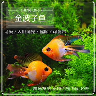 热带观赏鱼活体短鲷桃心金波子蓝波子凤凰阿凡达宝蓝球玻利维亚