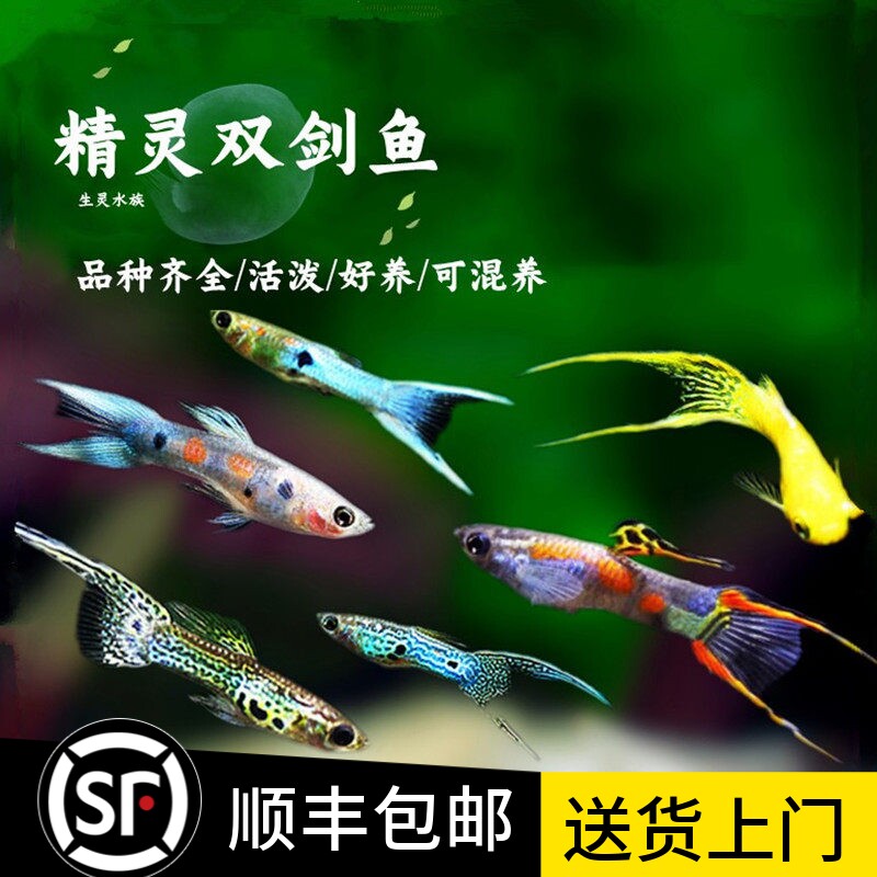 精灵孔雀鱼活体安德拉斯日本兰双剑精灵鱼熊猫精灵鱼约克逊孔雀鱼