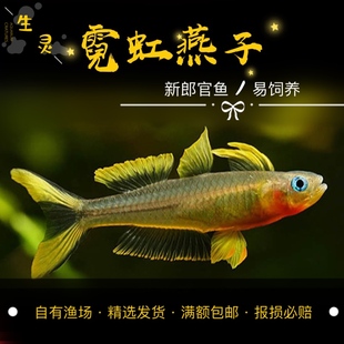 进口促销霓虹燕子鱼灯鱼活体热带观赏鱼草缸群游鱼灯科鱼活体鱼