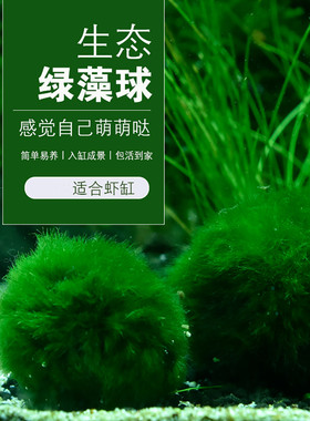 包邮绿藻球水晶虾缸裸缸藻类草缸