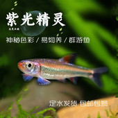 冷水观赏鱼中小型灯科鱼群游鱼活体 紫光精灵多彩霓虹鱼 包邮