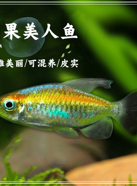 刚果美人热带鱼观赏鱼电光群游