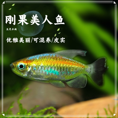 刚果美人热带鱼观赏鱼电光群游