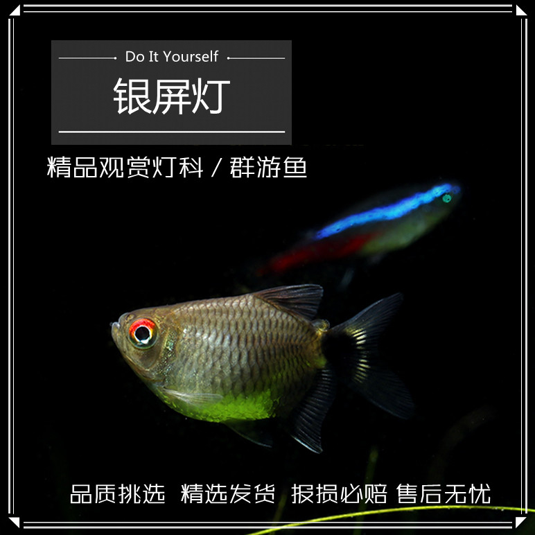 银屏灯鱼头尾灯球淡水宠物鱼小型热带灯科鱼观赏鱼活体新手易饲养