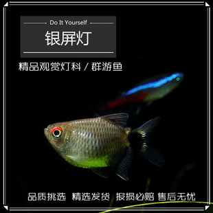 银屏灯鱼头尾灯球淡水宠物鱼小型热带灯科鱼观赏鱼活体新手易饲养