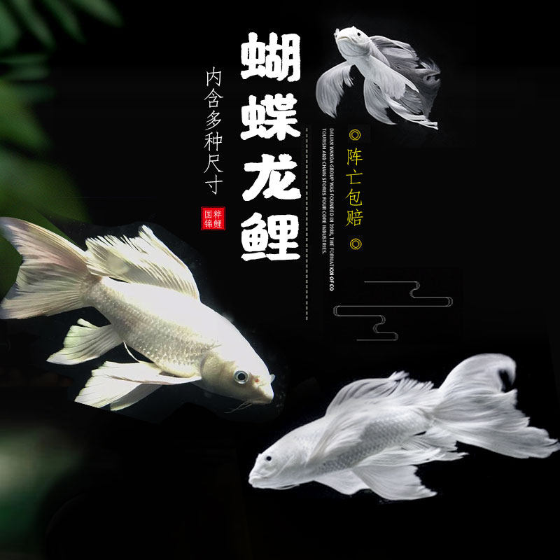 观赏鱼冷水鱼球形短身长尾台湾蝴蝶鲤龙鲤活体龙虎魟配鱼贵妃龙鲤