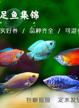 血丽丽五彩丽丽草缸鱼
