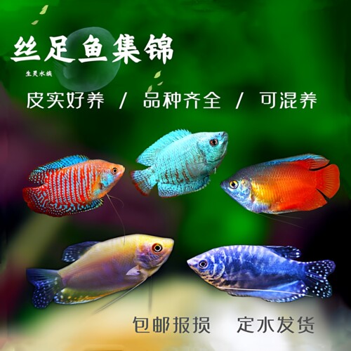 血丽丽五彩丽丽草缸鱼