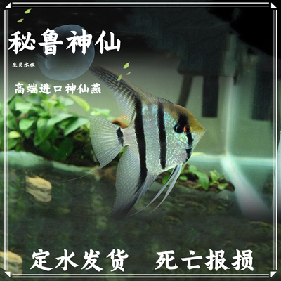 秘鲁小型水族宠物活体热带鱼