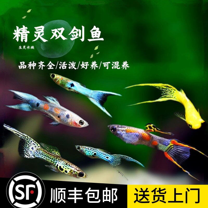 精灵孔雀鱼活体安德拉斯日本兰双剑精灵鱼熊猫精灵鱼约克逊孔雀鱼