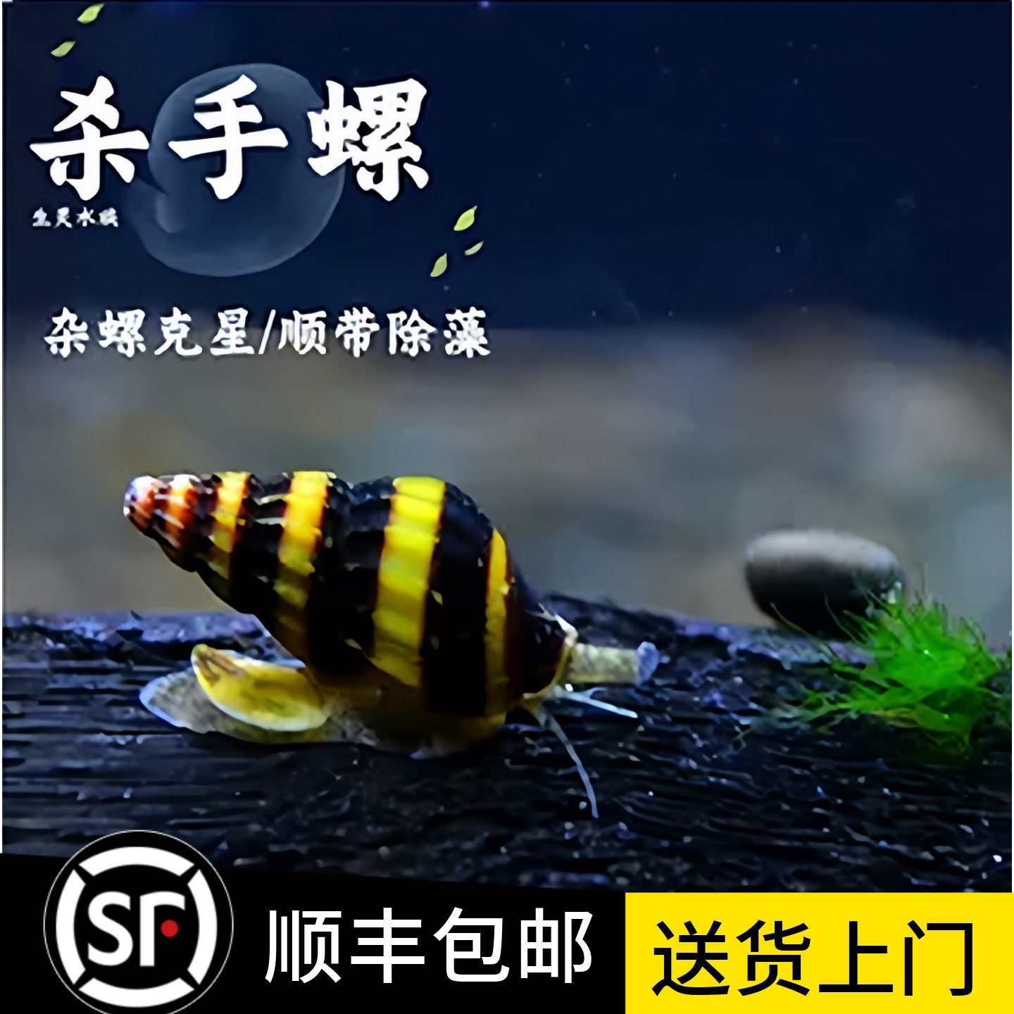 包邮杀手螺大黄蜂螺观赏螺宠物螺除藻螺工具螺活体水族除杂螺除蜗