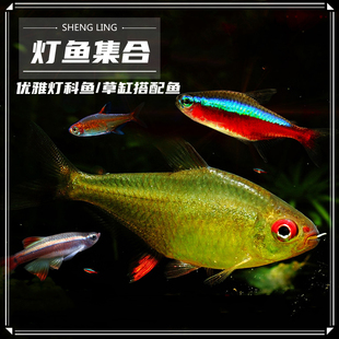 小型灯鱼集合热带观赏鱼宝莲灯红鼻剪刀活体群游黄金梦幻金丝 包邮