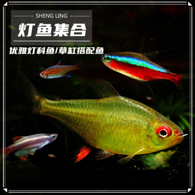 包邮集合热带红鼻剪刀群游灯科鱼