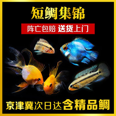 热带观赏鱼短鲷荷兰迷你