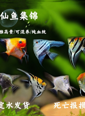神仙燕鱼集合秘鲁伊莎贝尔蓝魔鬼