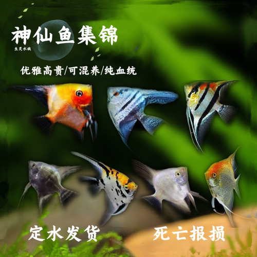 神仙燕鱼集合秘鲁伊莎贝尔蓝魔鬼