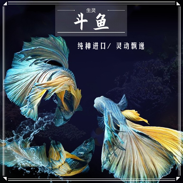 包邮红蓝斗鱼狮王马尾半月斗鱼小型淡水活体宠物热带鱼观赏鱼