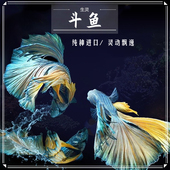 红蓝斗鱼狮王马尾半月斗鱼小型淡水活体宠物热带鱼观赏鱼 包邮