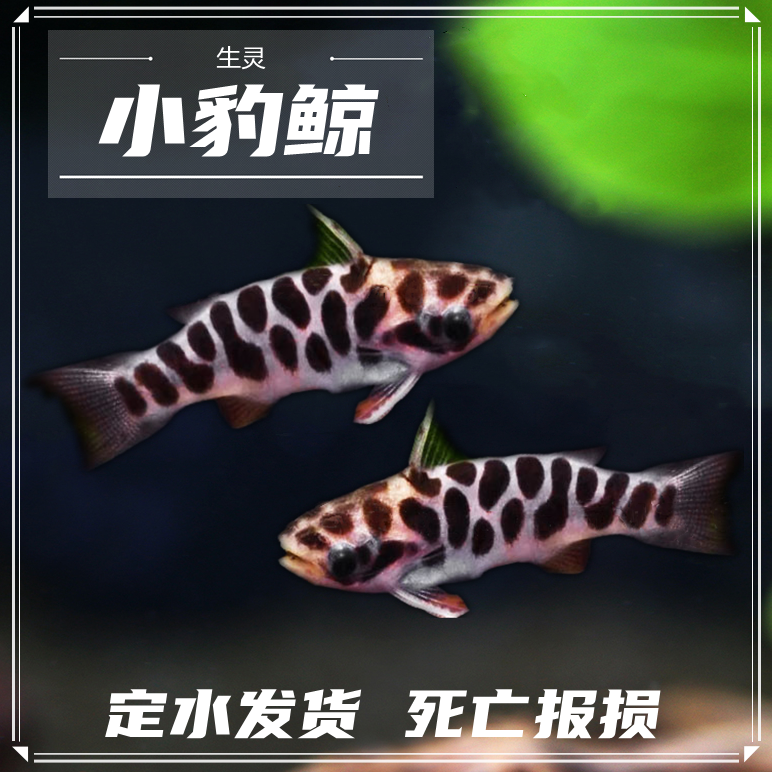 小型热带鱼观赏鱼好养好活