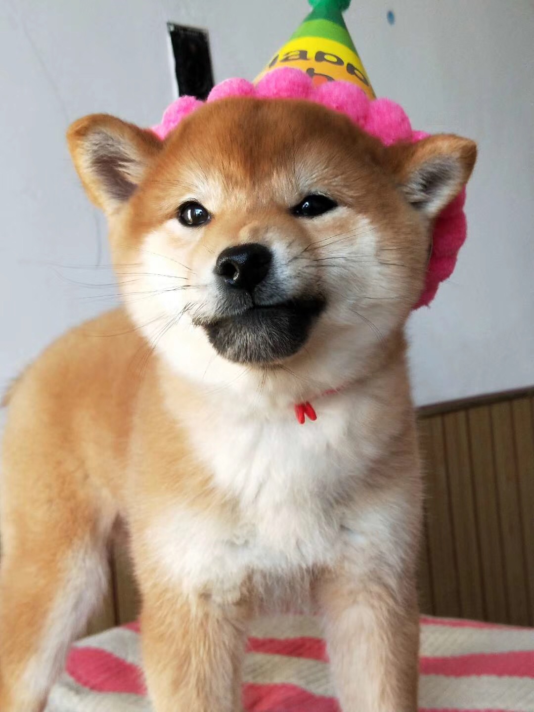 宠物狗狗纯种日本柴犬出售柴犬幼犬财犬豆柴狗狗柴犬小狗*