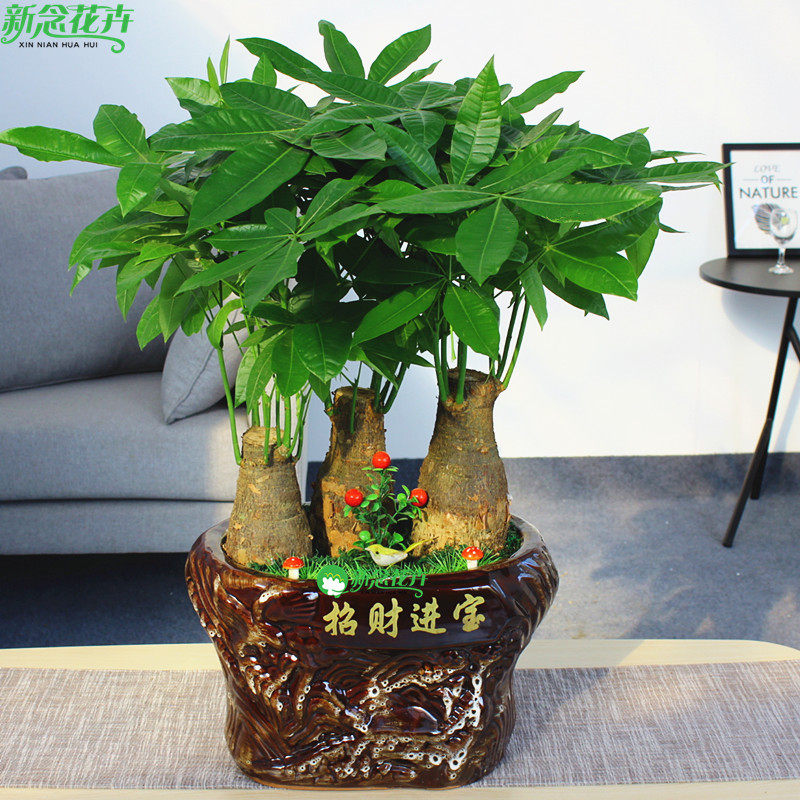 新念花卉  高档发财树盆景绿色植物办公室植物开业乔迁佳品