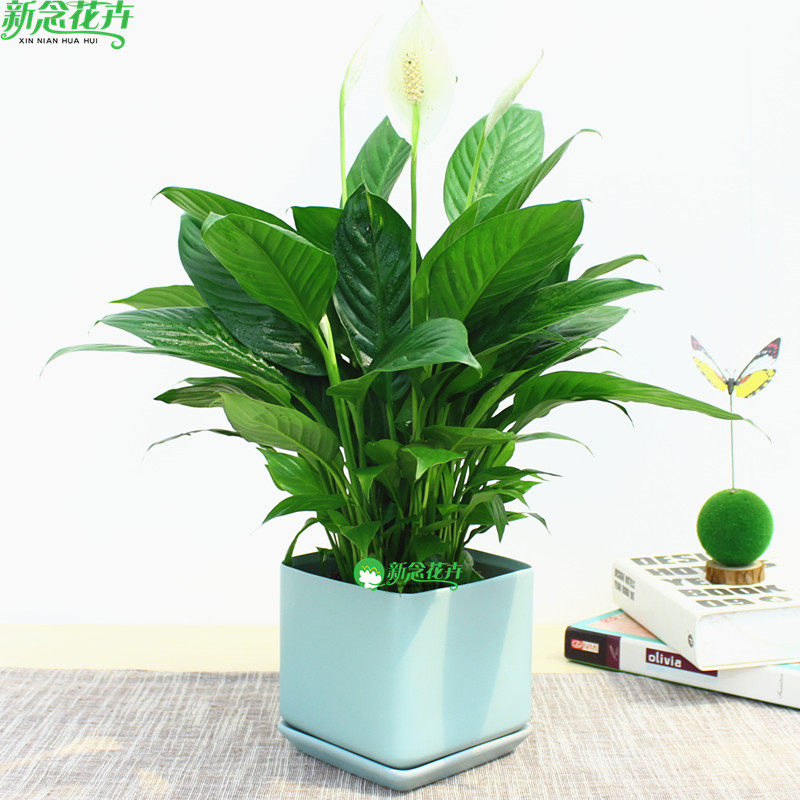 绿植一帆风顺办公室桌面白鹤芋
