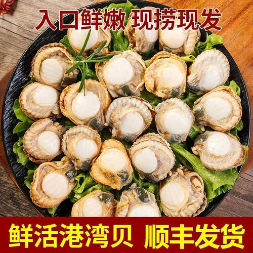 净重五斤不包冰新鲜扇贝肉大个扇贝肉港湾贝原汁原味不泡水泡药