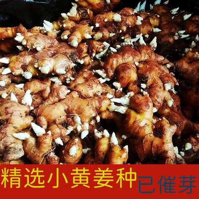 云南正宗罗平小黄姜种植苗姜种籽老姜种姜高产生姜种子黄姜芽球孑