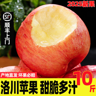 正宗洛川苹果延安特产地直发当季 整箱新鲜水果陕西10斤礼盒红富士