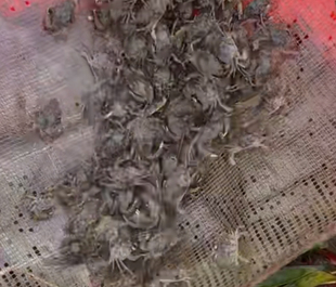 广东茂名青蟹苗幼苗1000只(二阶段)海捕野生(蟹苗)(全国特惠拍)