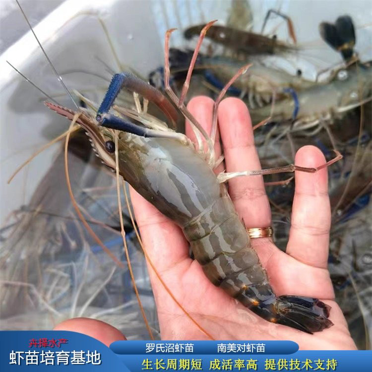 罗氏沼虾苗 淡水罗氏虾苗 台湾淡水罗氏虾苗大头虾苗 太湖罗虾苗