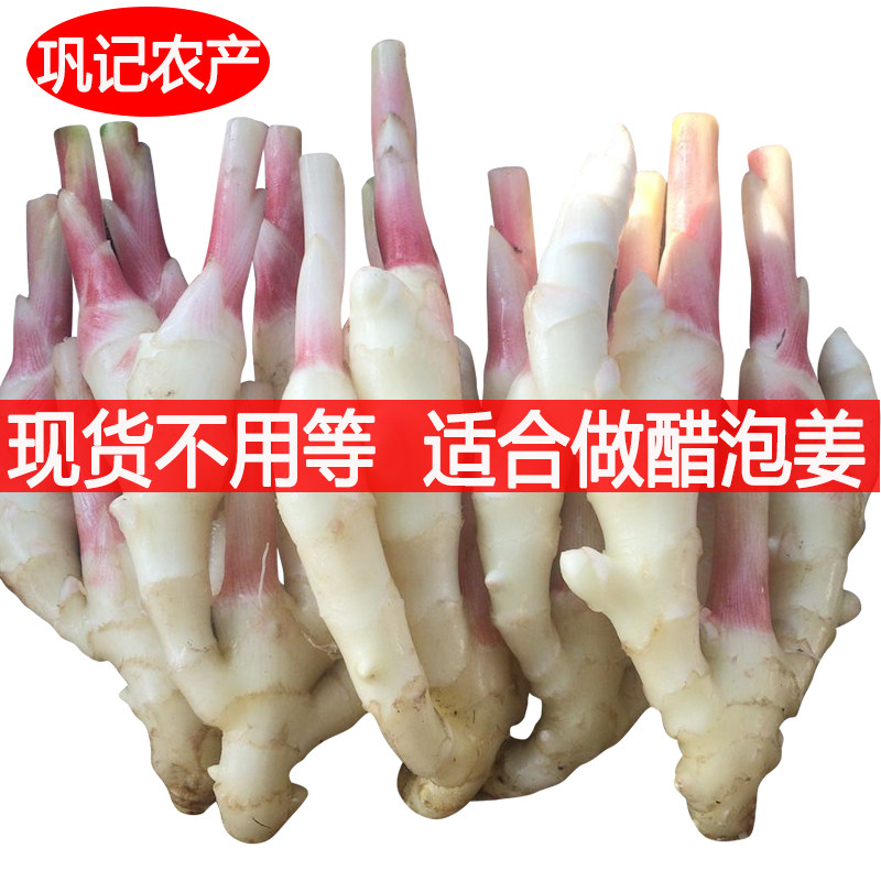 精品新鲜嫩姜大块姜芽子姜带泥仔姜适合做醋泡姜 2026浙江生姜5斤