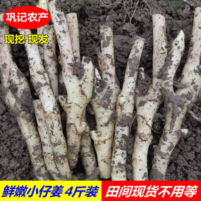 子姜芽小仔姜现挖带泥浙江嫩姜