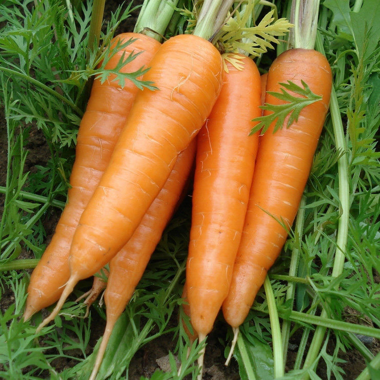 新鲜胡萝卜农家自种现挖带泥红心萝卜新鲜蔬菜4斤装