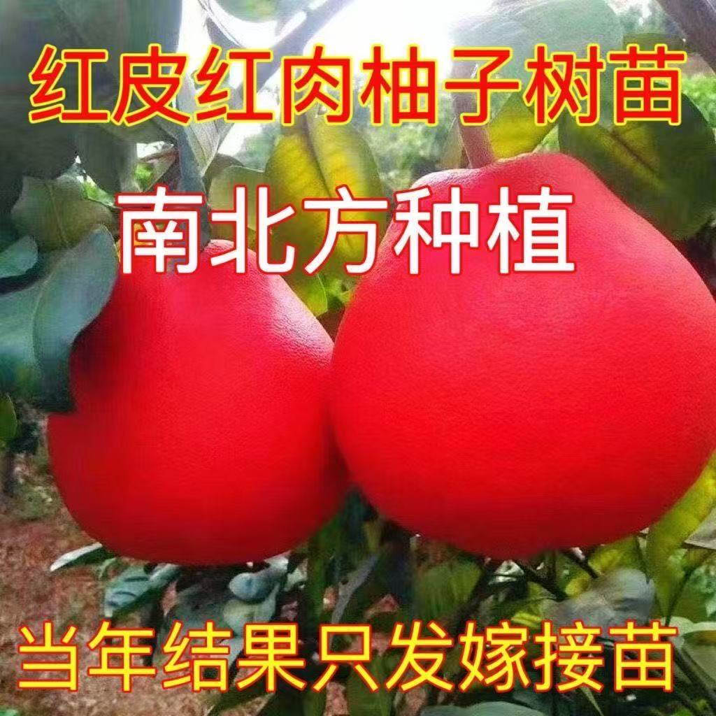 泰国新品种暹罗红柚红皮红肉香水红柚子新款水果树柚子苗
