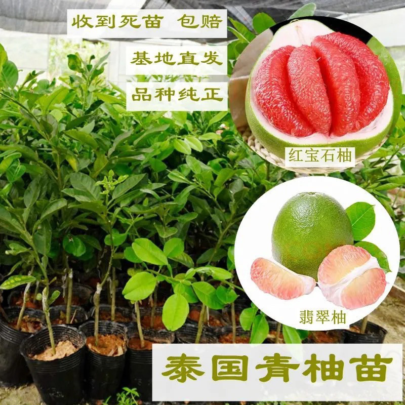 新品种泰国红宝石青柚树苗越南翡翠青柚苗结果快盆栽地栽南方果树