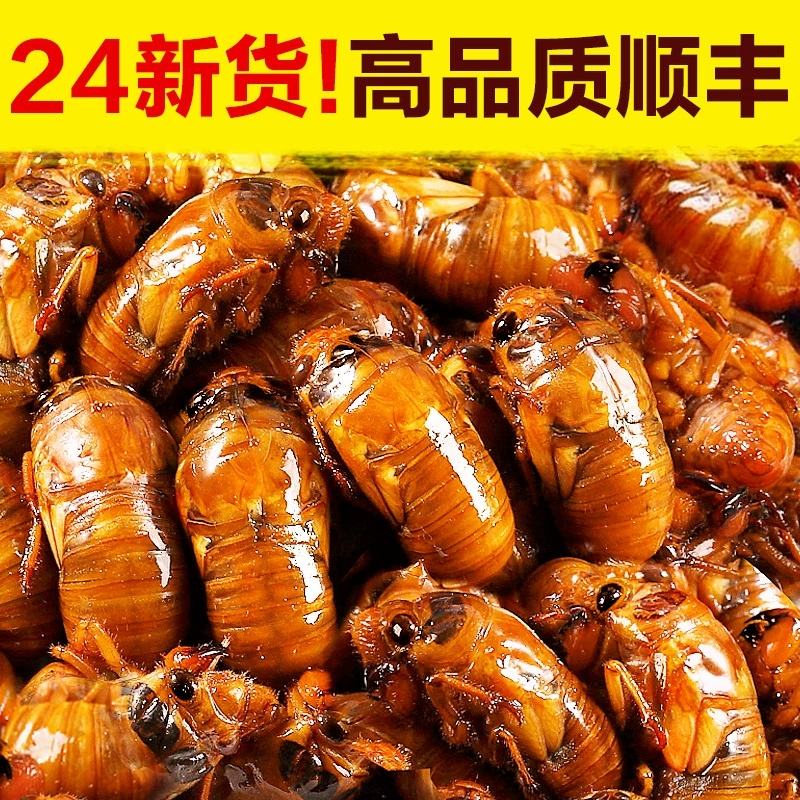 2024鲜活金蝉幼虫新鲜现捕爬叉猴爬蚱蚕蝉蛹速冻结了龟烧烤高营养
