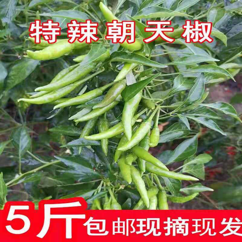 新鲜小米椒特辣曹县现摘自家种植
