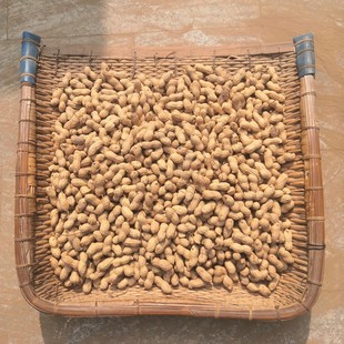 2025新带壳花生种新鲜晒干原味农家种植颗粒饱满优质挑拣5斤 包邮