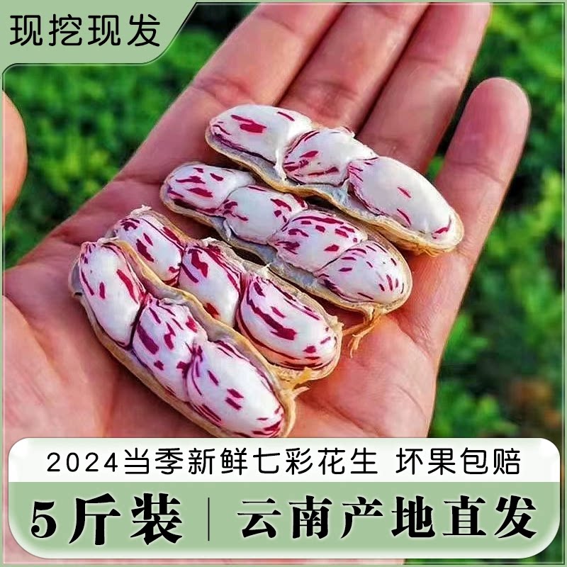 2026年新鲜现挖七彩花生带壳花生甘甜云南野地鲜花生农家自种包邮
