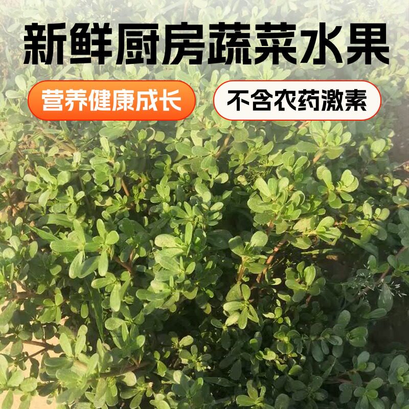 庄稼人马蜂菜野生新鲜