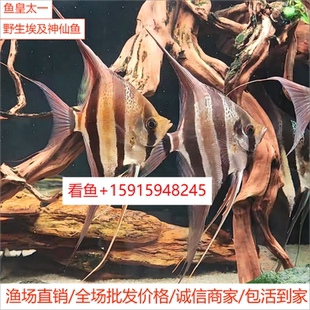 野埃定水埃及神仙鱼圣菲利佩委内瑞拉哥伦比亚阿塔巴布热带观赏鱼