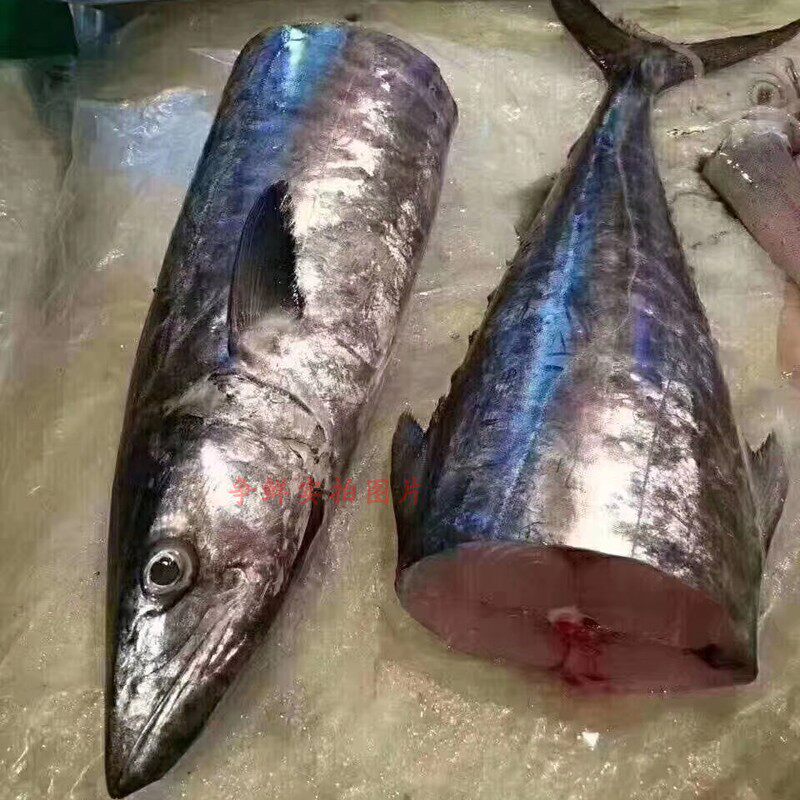鲅鱼鲜活鲜大鲅鱼马鲛鱼海鱼海鲜鱼含冰 500g