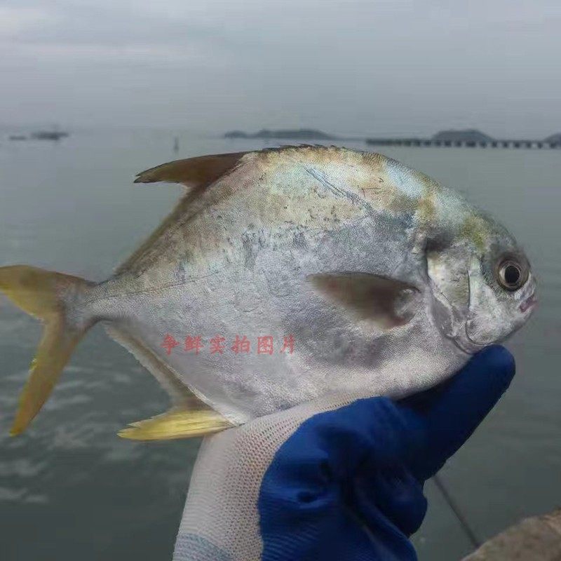 【争鲜海鲜】海鱼金鲳鱼深海金昌鱼新鲜鱼鲜活水产鲳鱼500g